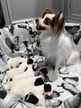 Bloodline Staffordshire Bull Terrier Pups Image eClassifieds4u 2