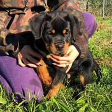 Nice and Healthy Rottweiler Puppies Website : morganrottweilershome.com Image eClassifieds4u 3