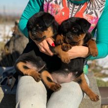 Rottweiler Puppies Available visit : Morganrottweilershome.com Image eClassifieds4u 2