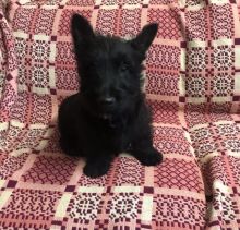 Scottish Terriers puppies for sale text us at (706) 607-8151 Image eClassifieds4u 2