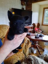 Scottish Terriers puppies for sale text us at (706) 607-8151 Image eClassifieds4u 3