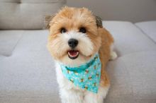 WONDERFUL HAVANESE PUPPIES READY FOR THEIR NEW HOME (kgraykevin0@gmail.com) Image eClassifieds4u 1