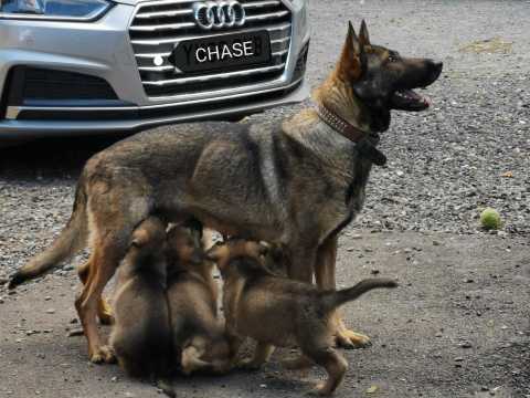 MALE AND FEMALE GERMAN SHEPHERD PUPPIES AVAILABLE [ richardmiles0101@gmail.com ] Image eClassifieds4u