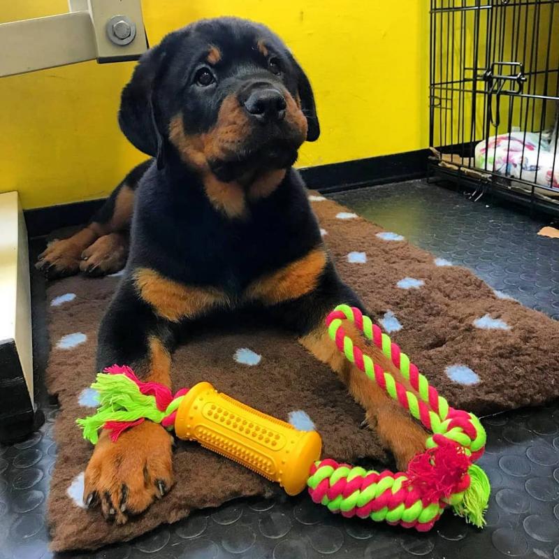 Nice and Healthy Rottweiler Puppies Website : morganrottweilershome.com Image eClassifieds4u
