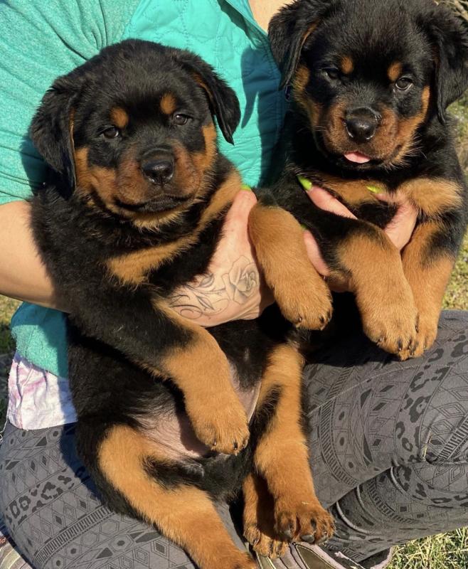 Outstanding Rottweiler Puppies Available visit : Morganrottweilershome.com Image eClassifieds4u