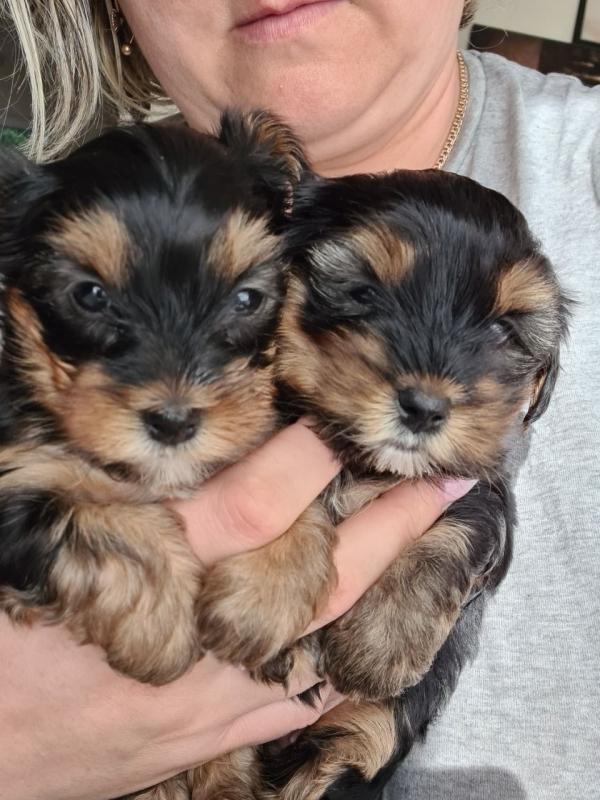 Adorable Yorkie Puppies for adoption Image eClassifieds4u