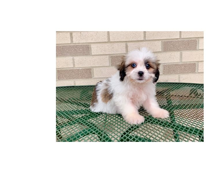 We have 12 weeks old, adorable Lhasa Apso puppies for adoption. Image eClassifieds4u