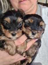 Adorable Yorkie Puppies for adoption