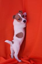 We have two adorable Jack Russell puppies,