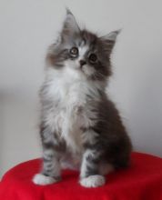 Cute Maine Coon kittens for adoption