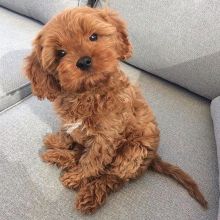 Excellent Cavapoo puppies for adoption Email US (christjohnson204@gmail.com )