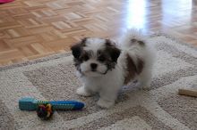 Home Raised shih tzu Puppies For Adoption