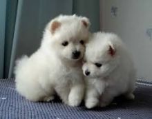 Two gorgeous Tea Cup pomeranian Puppies for Adoption