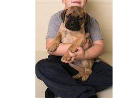 We have two litters of top quality Bullmanstiff puppies