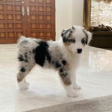 Well trained Australian Shepherd puppies for adoption Email US (christjohnson204@gmail.com )