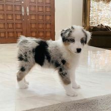 Well trained Australian Shepherd puppies for adoption Email US (christjohnson204@gmail.com ) Image eClassifieds4U