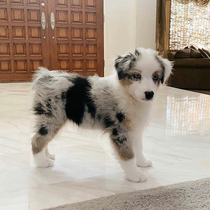 Well trained Australian Shepherd puppies for adoption Email US (christjohnson204@gmail.com ) Image eClassifieds4u