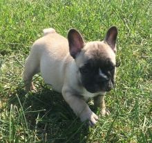 Charming and Beautiful, outstanding French Bulldog puppies.