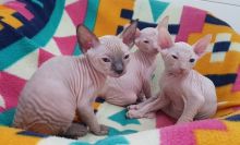Sphynx kittens available to go home now!