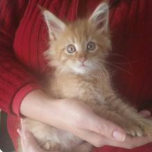 Gorgeous litter of Maine Coon kittens available for you.