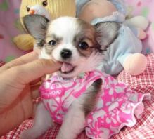 Precious chihuahua puppies for adoption