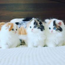 Purebred TICA Registered Scottish Fold Kittens for sale