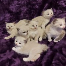 Ragdoll kittens