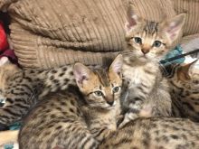 savannah kittens