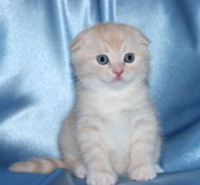 Well Socialized British Short Kittens Available -
