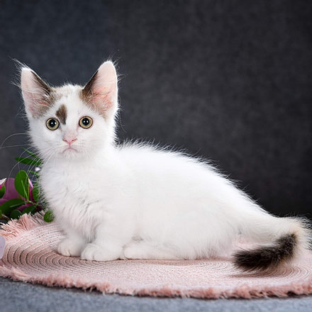 Cute and Lovely Home Raised Munchkin Kittens. Image eClassifieds4u