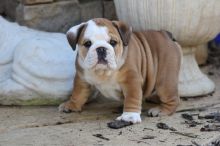 Super adorable English Bulldog puppies. Image eClassifieds4U