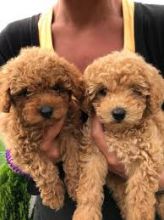 Miniature Poodle Puppies available Image eClassifieds4U