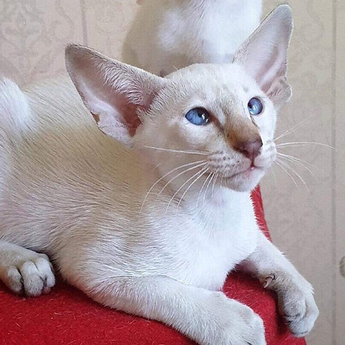 Oriental kittens Image eClassifieds4u