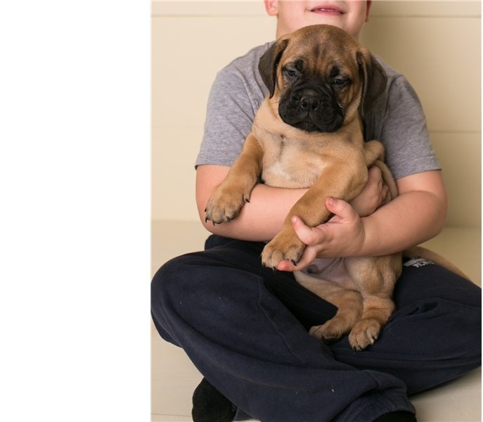 We have two litters of top quality Bullmanstiff puppies . Image eClassifieds4u