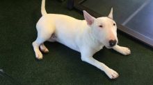 Amazing Bull-terrier puppies.