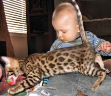 Cute and lovely Bengal kittens