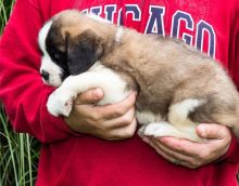 Cute male and female Saint bernard Puppies.