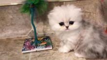 I have 12 weeks old Persian kittens