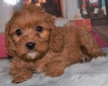 Two Cavapoo puppies for adoption.