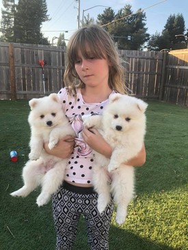 Charming and Beautiful, outstanding Japanese splith puppies. Image eClassifieds4u