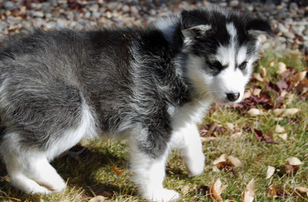 Siberian husky puppies for adoption, Image eClassifieds4u