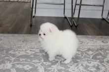 2 Pomeranian Puppies for Re-homming