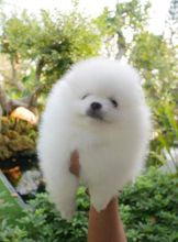 Adorable little scotte Pomeranian puppy.