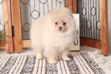 Affectionate Teacup Pomeranian Puppies