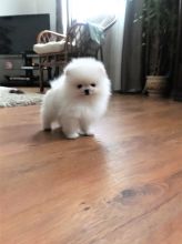 AKC Registered Pomeranian Puppies Ready To Go For Adoption.