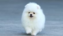 Beautiful Male Pomeranian Puppy