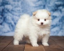 Beautiful White Pied Pomeranian Pups