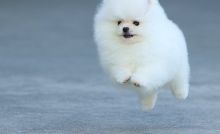 Beautiful White Pied Pomeranian Pups