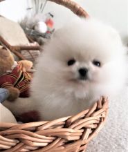 Charming male and female Poms for adoption.