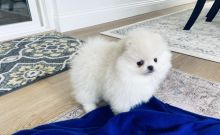 Cute Pomeranian Puppies